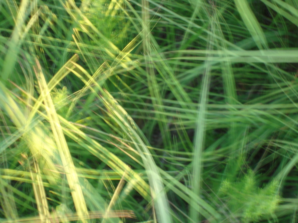 Grass abstract # 2 by mcsiegle