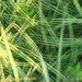 Grass abstract # 2 by mcsiegle