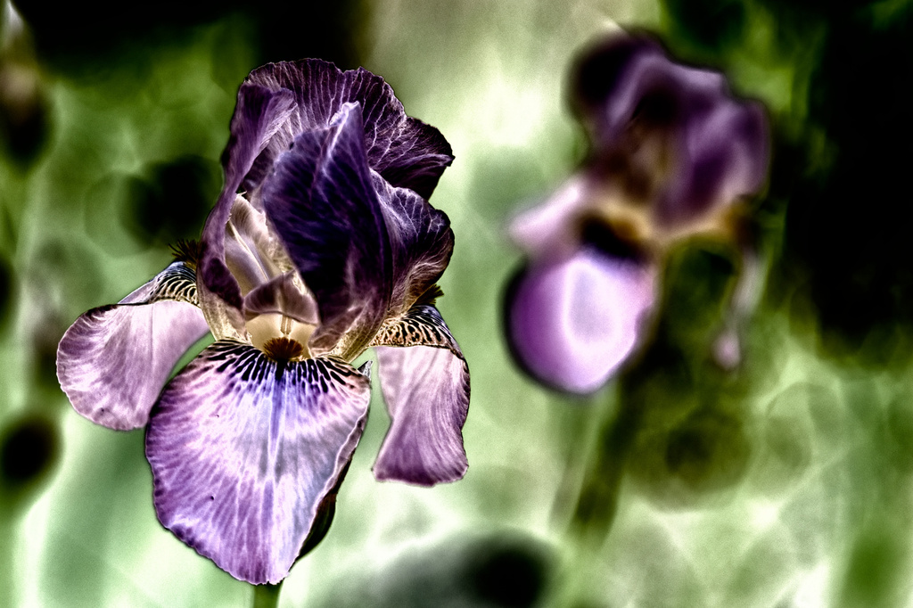 Velvet Iris by taffy