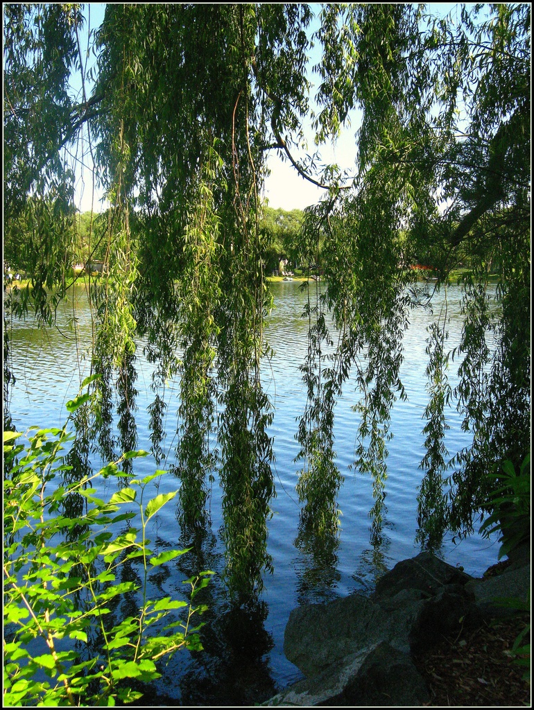 Willows in the Water by olivetreeann