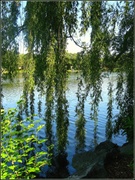 17th Jun 2013 - Willows in the Water