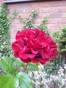18th Jun 2013 - Red Rose 