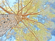 16th Jul 2007 - Tree