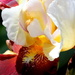 Iris gardens by aecasey