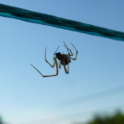 15th Jun 2013 - Almost transparent spider