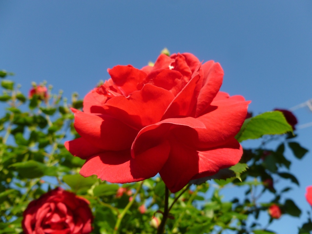 Rose by gabis