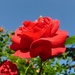 Rose by gabis