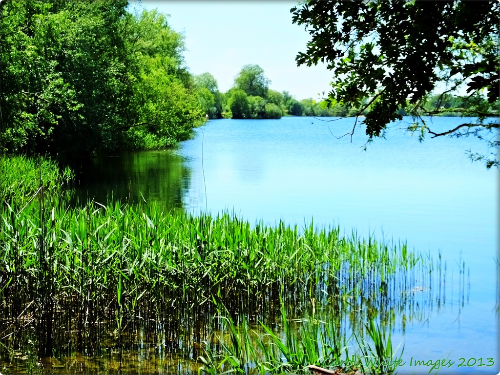 The Lake,Harrold Country Park by carolmw