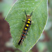 Caterpillar by judithdeacon