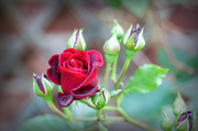 19th Jun 2013 - Red, Red Rose