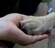 19th Jun 2013 - Give a paw my love