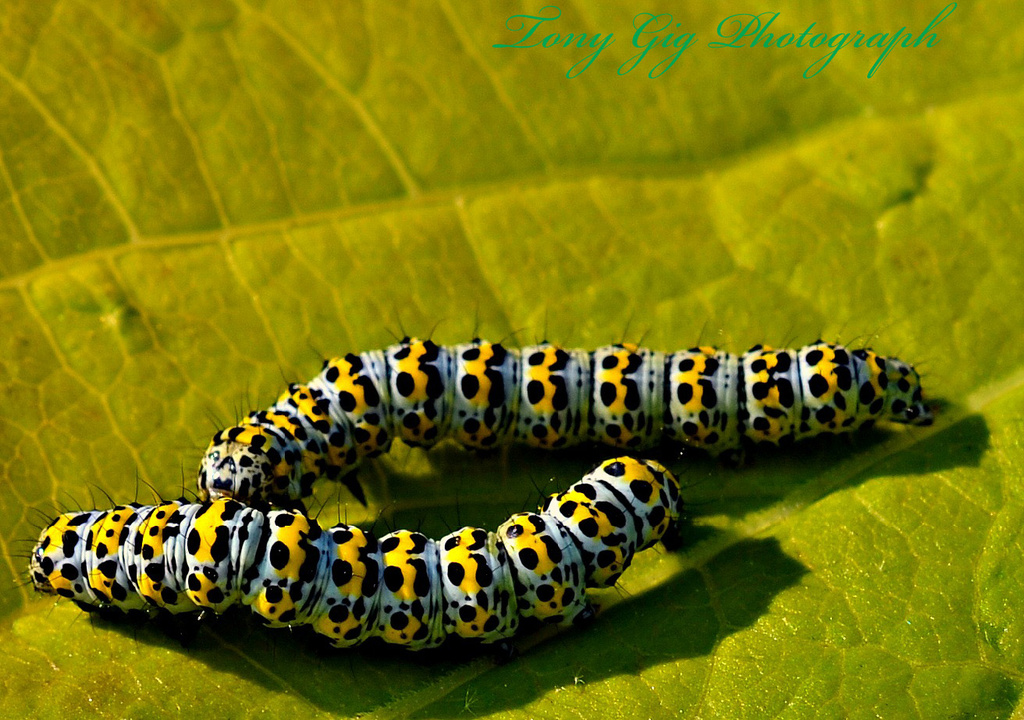 Caterpillars by tonygig