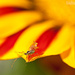 19.6.13 Pollen Laden Bug by stoat