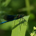 Dragonfly - 19-6 by barrowlane