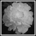 Black and White Peony by nicolaeastwood