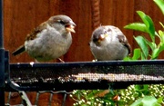 20th Jun 2013 - Two little Dickie Birds !!