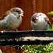 Two little Dickie Birds !! by beryl