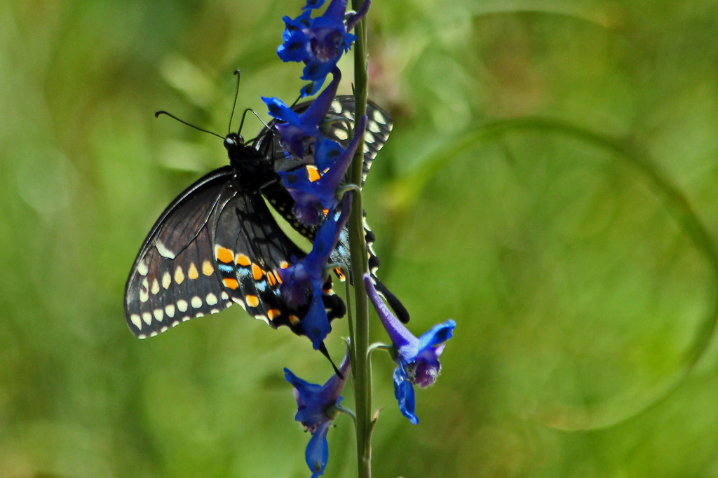 One long swallowtail by milaniet