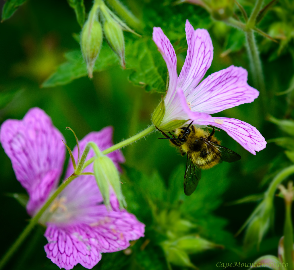 Sneak Approach of a Bee  by jgpittenger