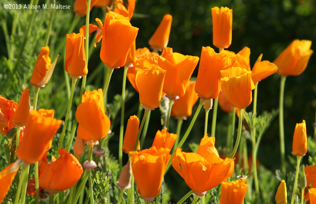 Bauer Park 2: Poppies by falcon11