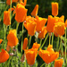 Bauer Park 2: Poppies by falcon11
