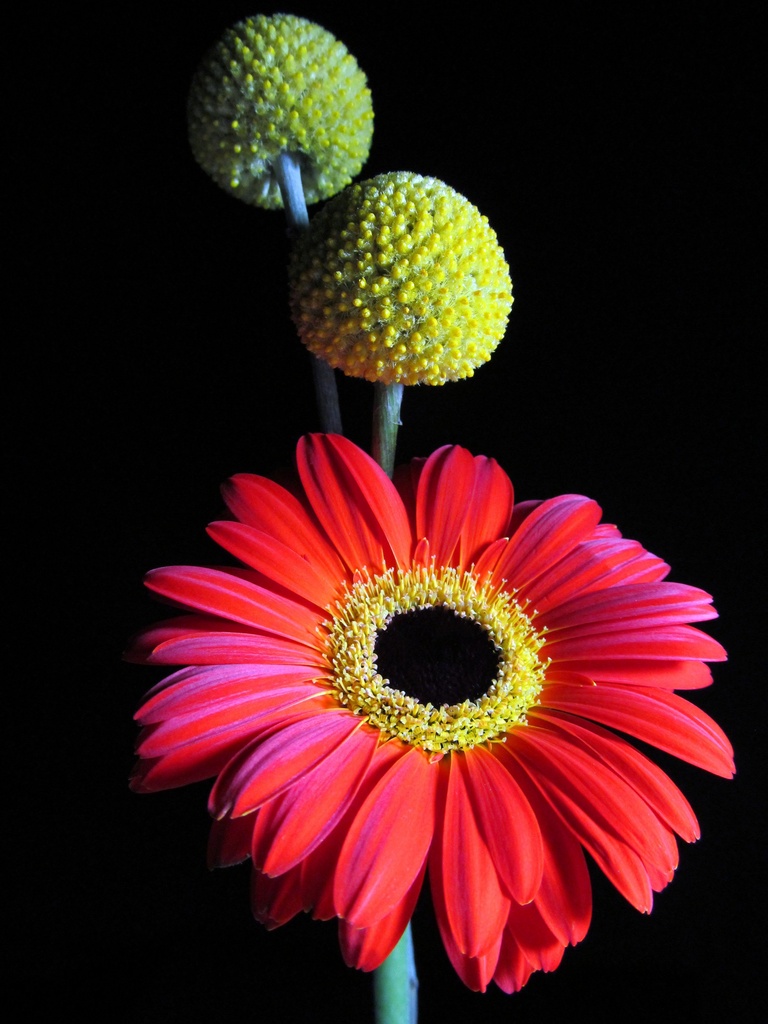 Simple Bouquet by paintdipper