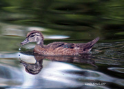 19th Jun 2013 - Dribble Dribble Duckling 