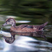 Dribble Dribble Duckling  by grannysue