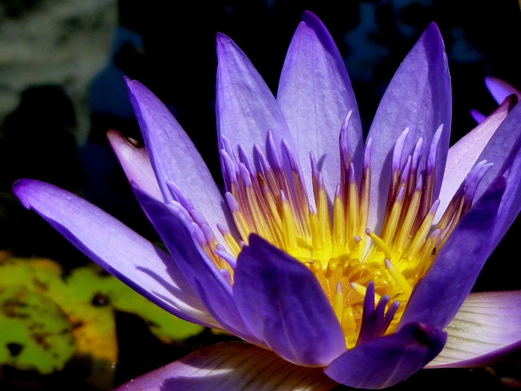 Waterlily by calm