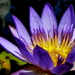 Waterlily by calm