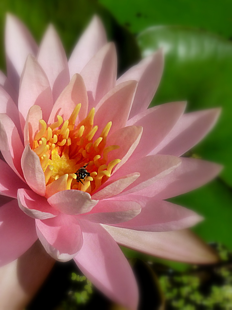 Pink Waterlily by calm