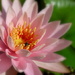 Pink Waterlily by calm