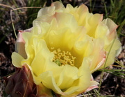 19th Jun 2013 - Cactus in bloom