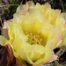 Cactus in bloom by aecasey