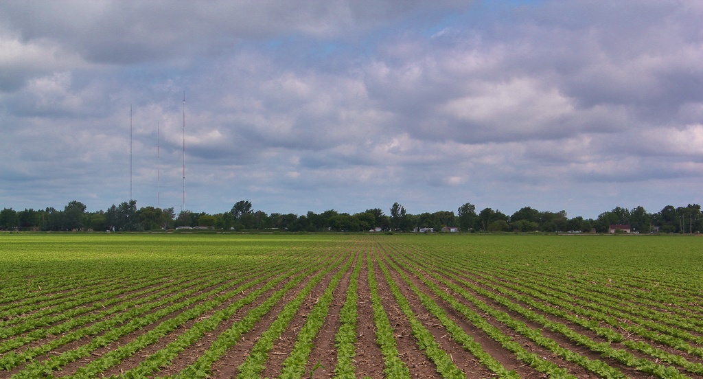 Rows by edorreandresen