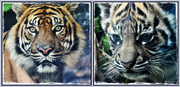 16th May 2013 - Taronga Zoo