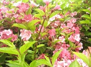 20th Jun 2013 - Weigela: very late out this year because of the cold weather.