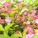 Weigela: very late out this year because of the cold weather. by foxes37