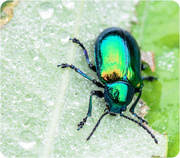 19th Jun 2013 - Dogbane Beetle 