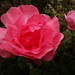 Garden rose - 20-6 by barrowlane