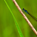 20th June  Blue Tailed Damselfly by pamknowler