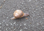 17th Jun 2013 - Snail