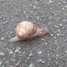 Snail by g3xbm