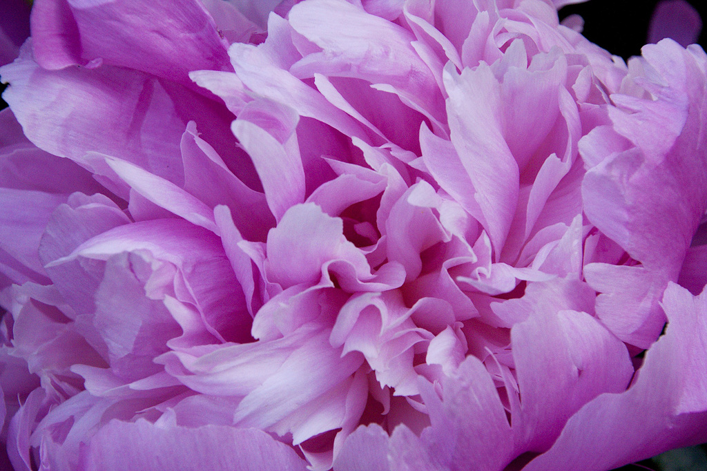 Peony fluffiness! by nicolaeastwood