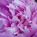 Peony fluffiness! by nicolaeastwood