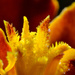 Marigold by richardcreese