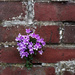 Wallflowers by philr