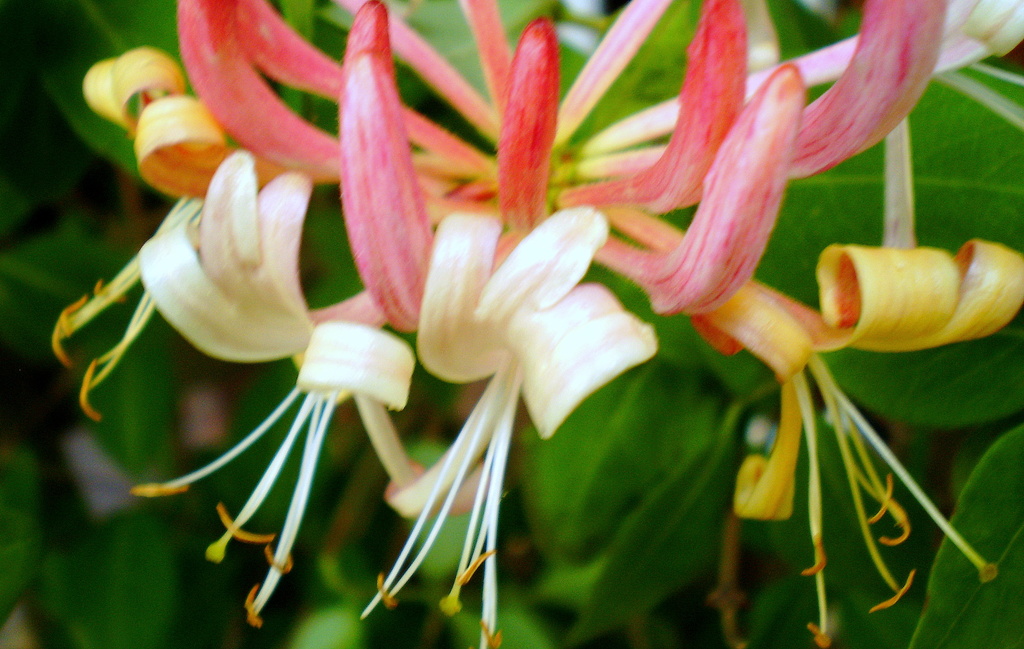 Honeysuckle.... by snowy