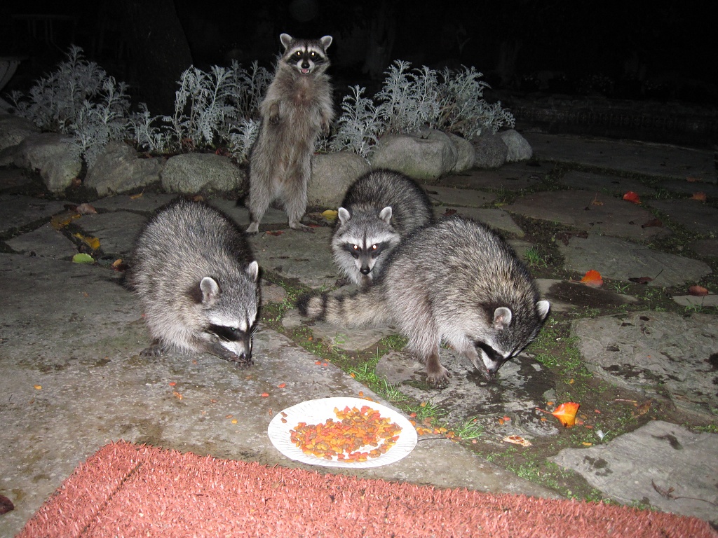 And again, the raccoons returned the following evening by Weezilou