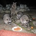 And again, the raccoons returned the following evening by Weezilou